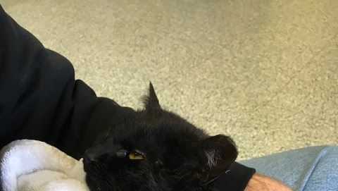 Kitten rescued after being stuck for four days in drain pipes near UMBC