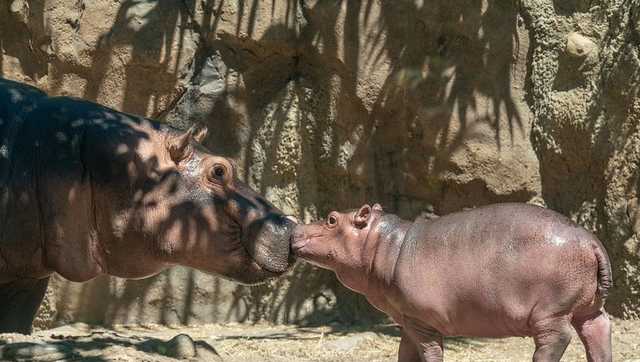 Fiona coming out of shell, developing confidence with help from little brother Fritz - Vimarsana News