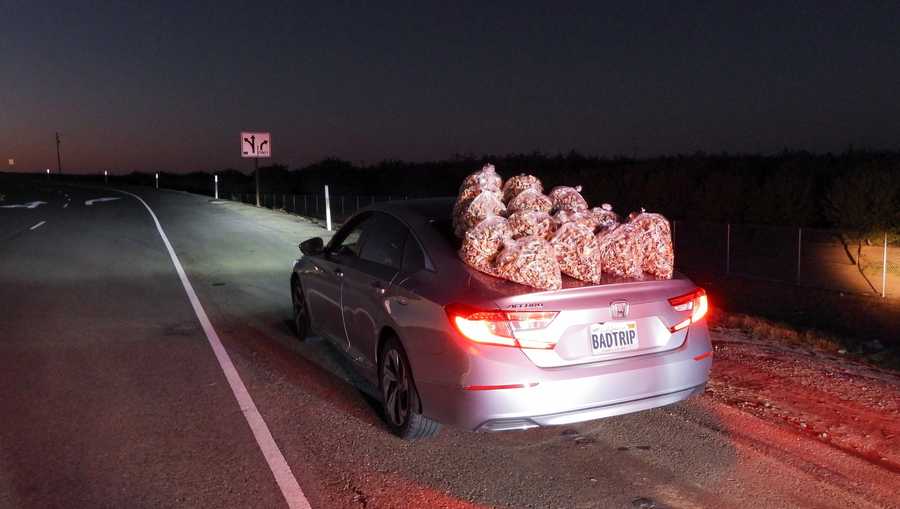 29 pounds of psilocybin mushrooms sits on top of a car after being found by officers in merced county
