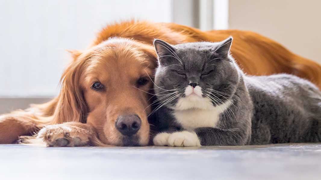 Greenville Humane Society launches pet photo contest to support animal care