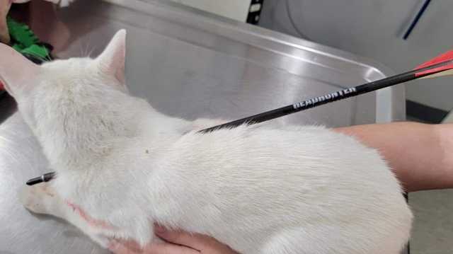 Investigation underway after cat is shot with arrow in Westmoreland County - Vimarsana News