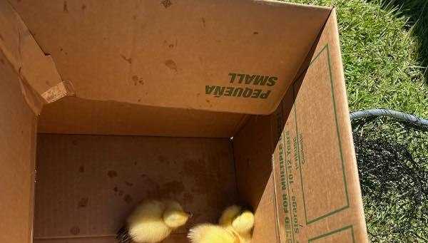 Beaufort Co. firefighters help save ducklings from storm drain