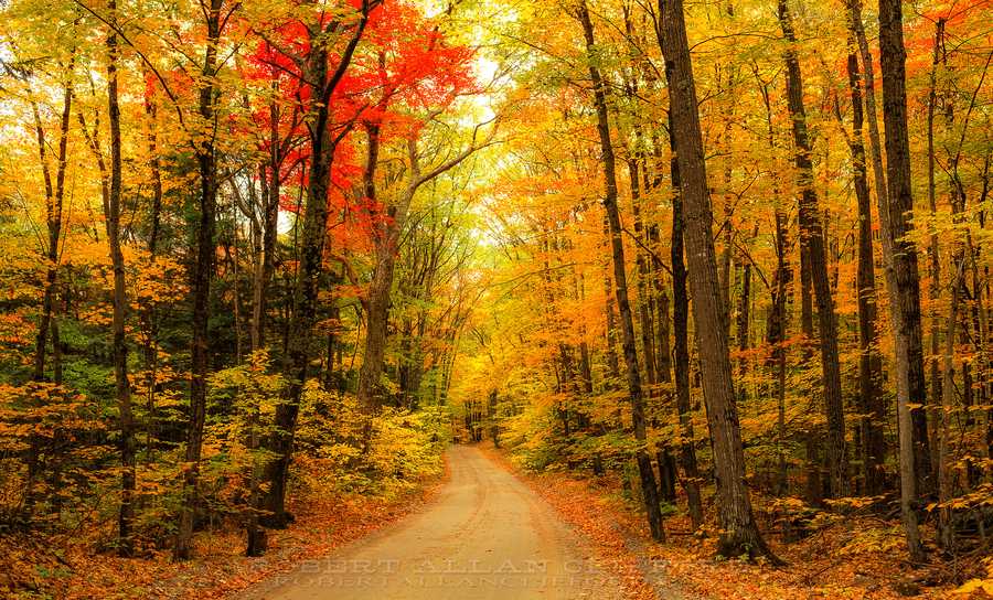 Proof that New Hampshire has the best foliage in the country right now