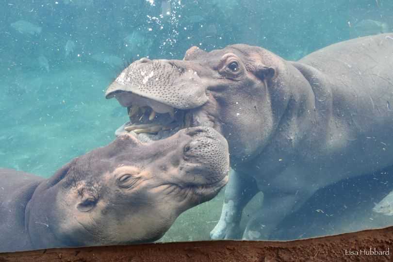 'Not unexpected': Cincinnati Zoo says hippos Fiona and Tucker have been ...