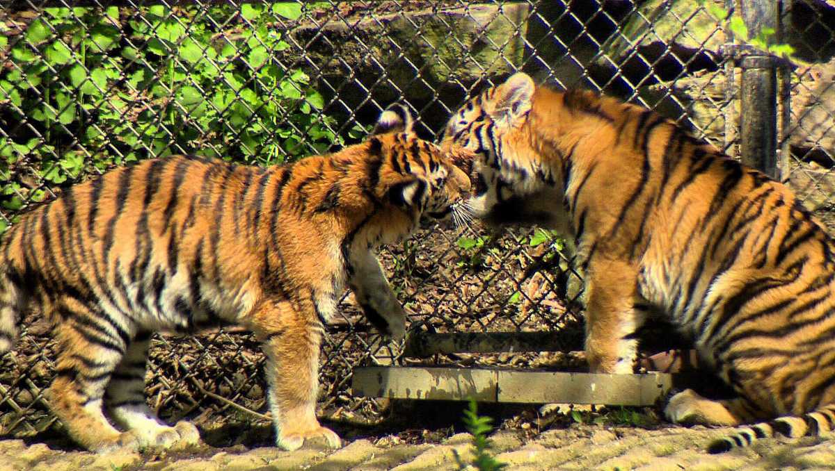 Pittsburgh Zoo introduces newest members to the public