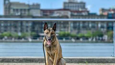 Chatham Co. Sheriff's Office says goodbye to one of it's K-9's - Vimarsana News