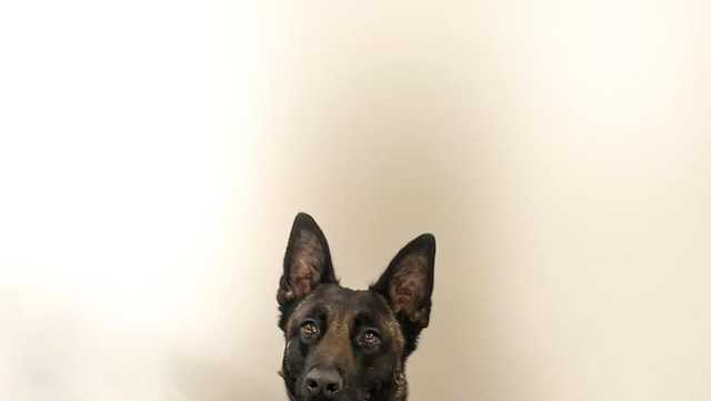 Salinas police introduces K9 officer Checo - Vimarsana News