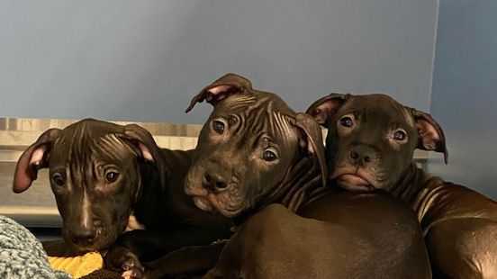 Puppies abandoned in the cold outside Ohio shelter up for adoption