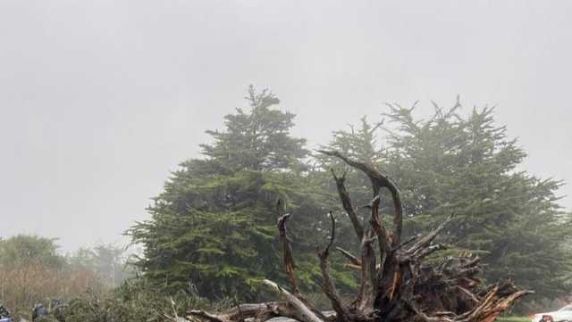 Fallen tree leads to fatality in Santa Cruz - Vimarsana News