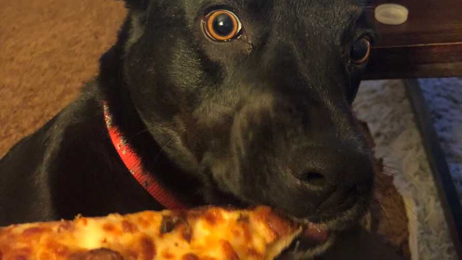 Dog with pizza