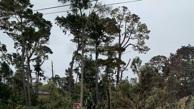 Falling tree brings down wires, shuts down roads in Pacific Grove - Vimarsana News