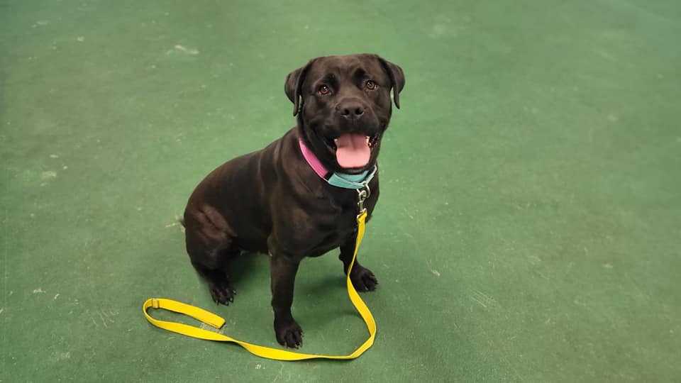 Meet the Nebraska Humane Society's pet of the week