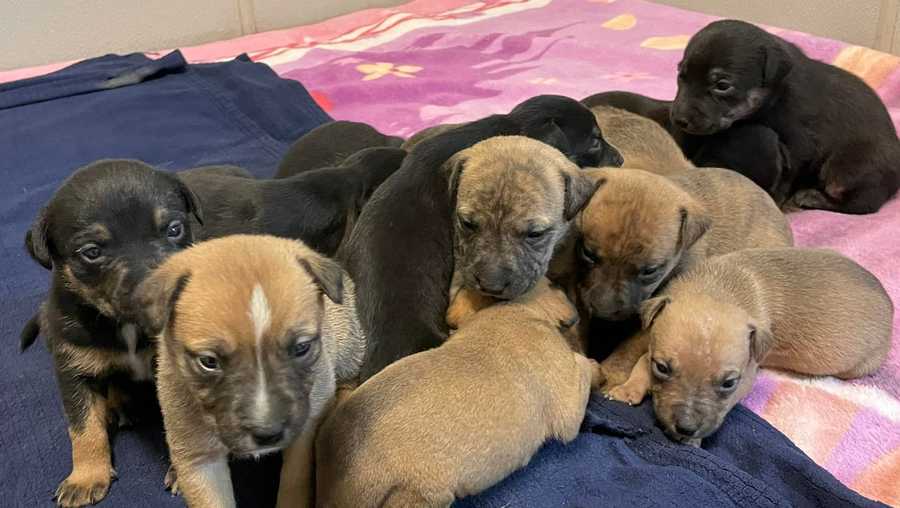 Rescue secured for 13 abandoned puppies