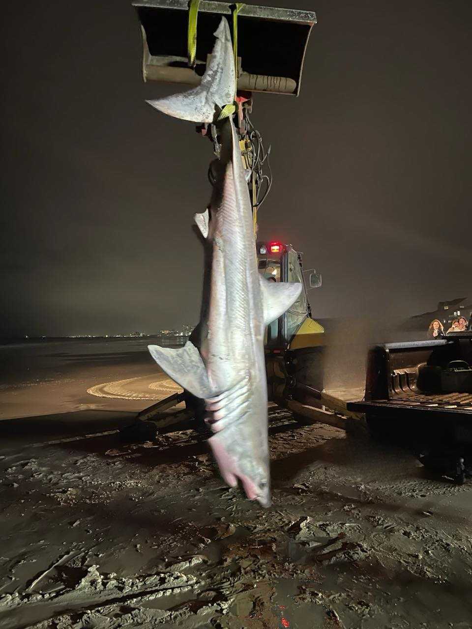 South Carolina: Dead shark washes up on Myrtle Beach