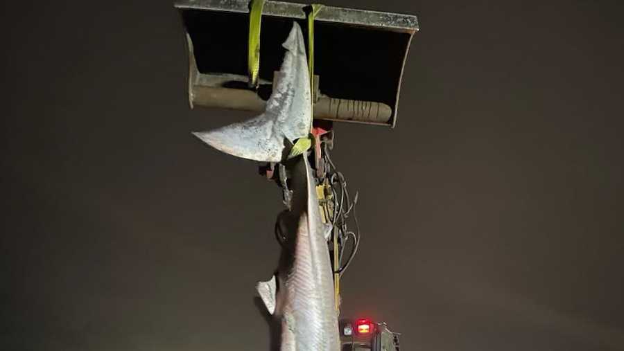What Sharks Can You Catch in Myrtle Beach?