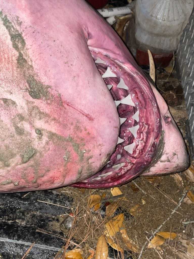 South Carolina: Dead shark washes up on Myrtle Beach