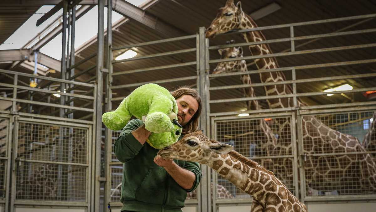 Omaha's Henry Doorly Zoo gives update on new giraffe calf