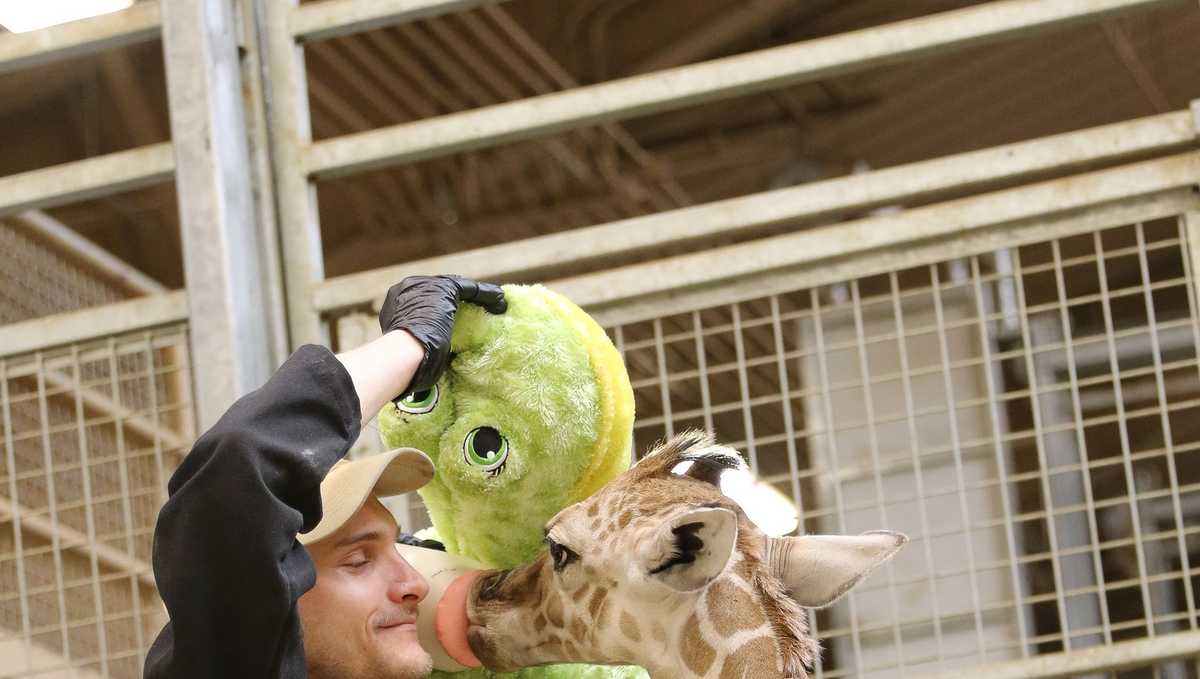 Omaha's Henry Doorly Zoo says new giraffe calf is making progress