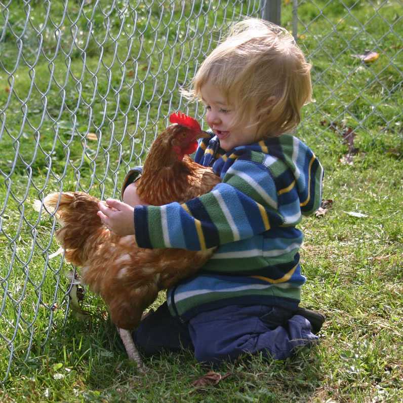 9 moments chickens made the cutest pets