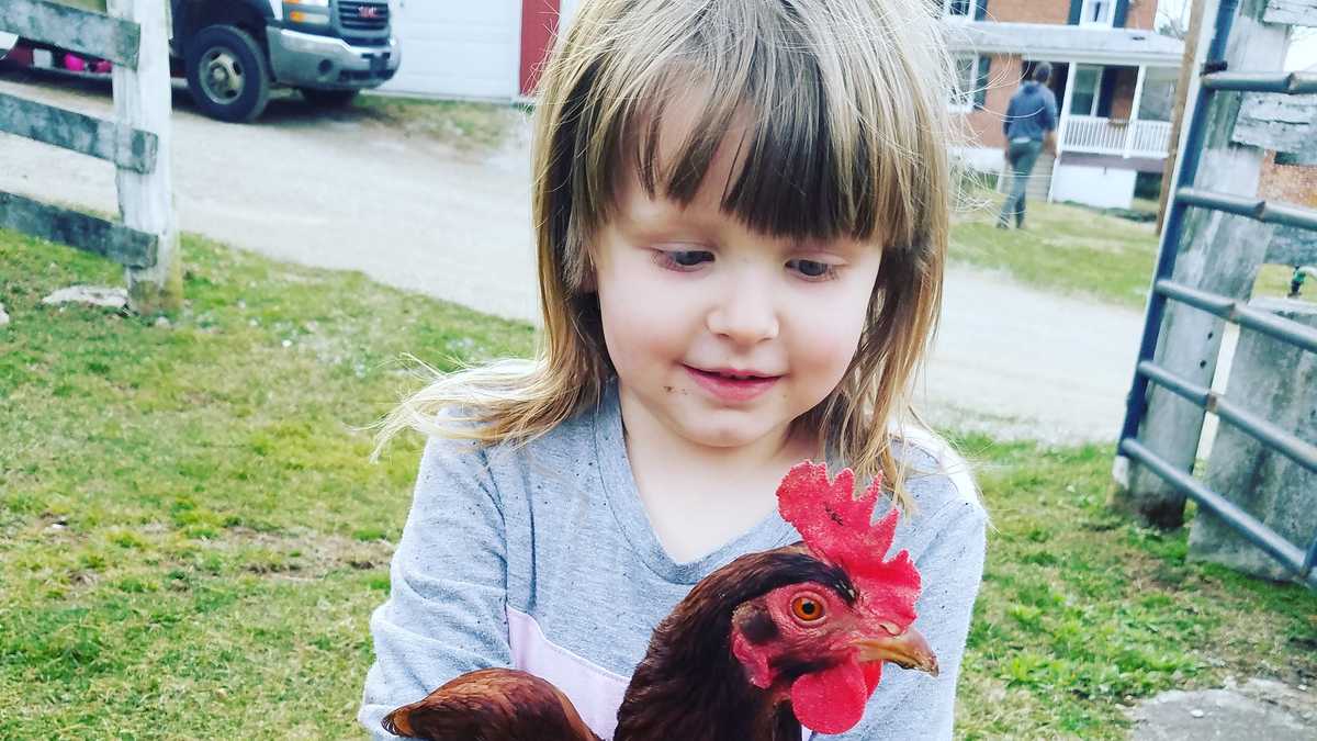 9 moments chickens made the cutest pets