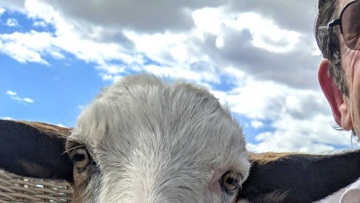 Here’s proof that goats are most underrated cute animal