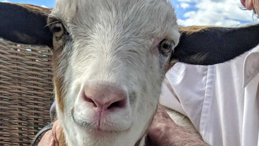 Here's proof that goats are most underrated cute animal