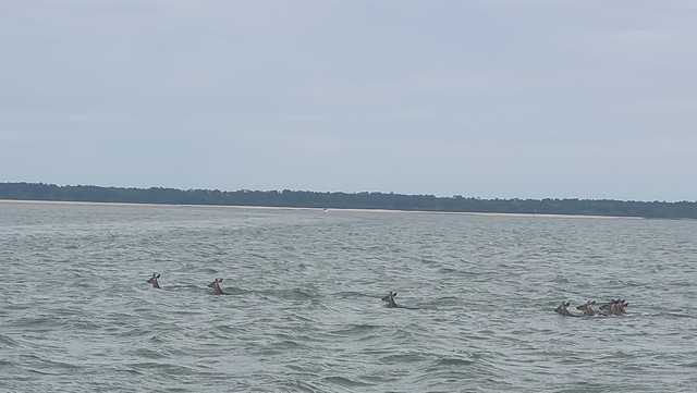 South Carolina: Man snaps pictures of deer swimming to Daufuskie - Vimarsana News
