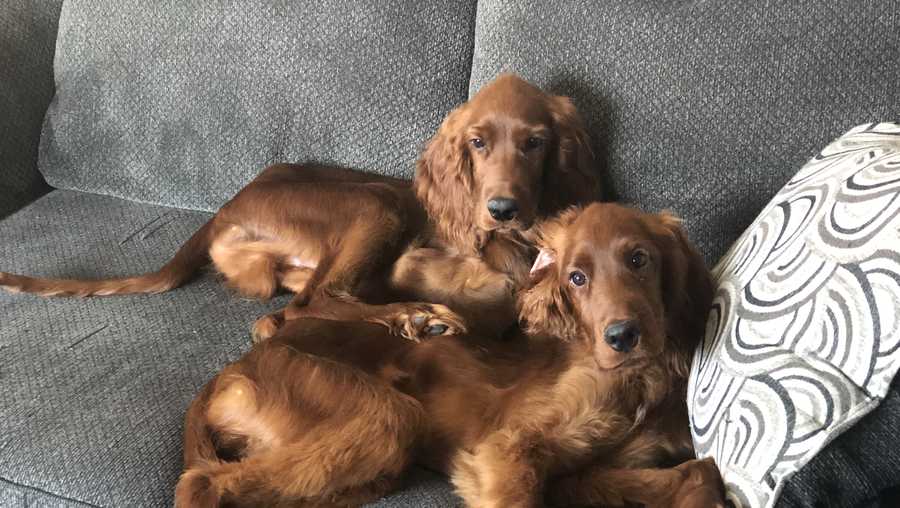 "This is Sulivan and Napoleon. They are 22week old AKC Irish Setter Puppies. They are so sweet and so smart. They love to snuggle and give kisses. Sully and Napoleon are amazing dogs with so much love to give."