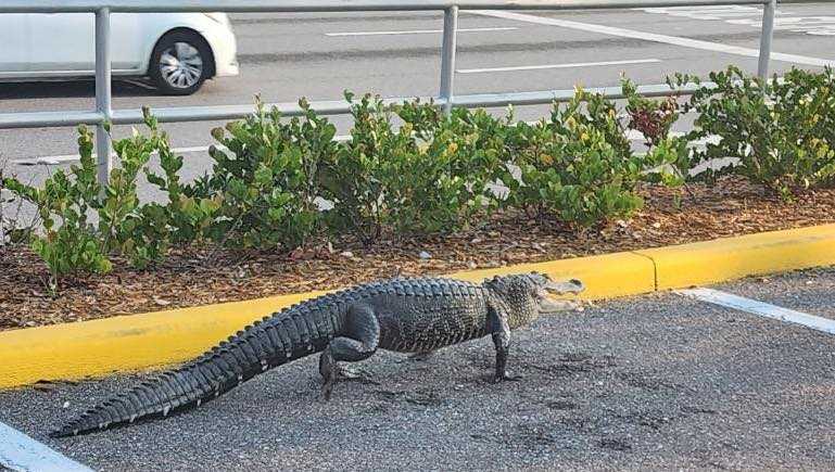 Gator spotted near Pinellas Park Publix