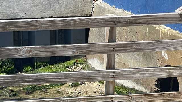 Melbourne Beach crocodile lurks behind homes - Vimarsana News