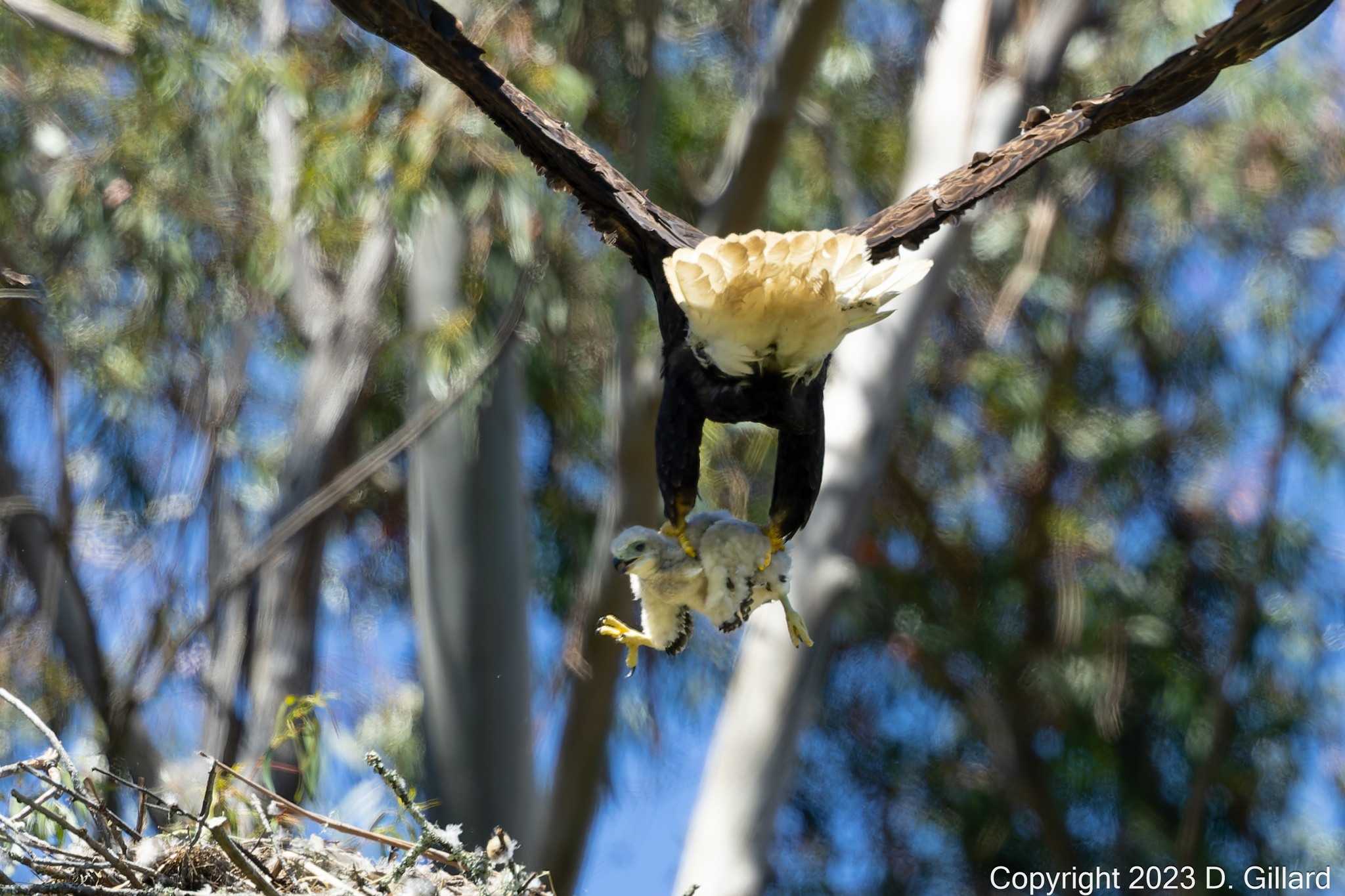 Bald deals eagle baby