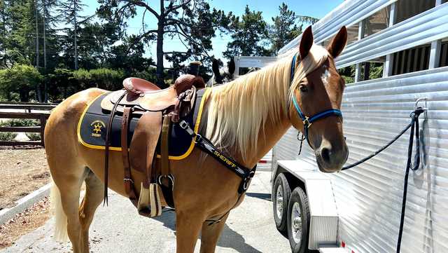 Deputy Sheriff on horseback arrests suspect of fight in King City - Vimarsana News