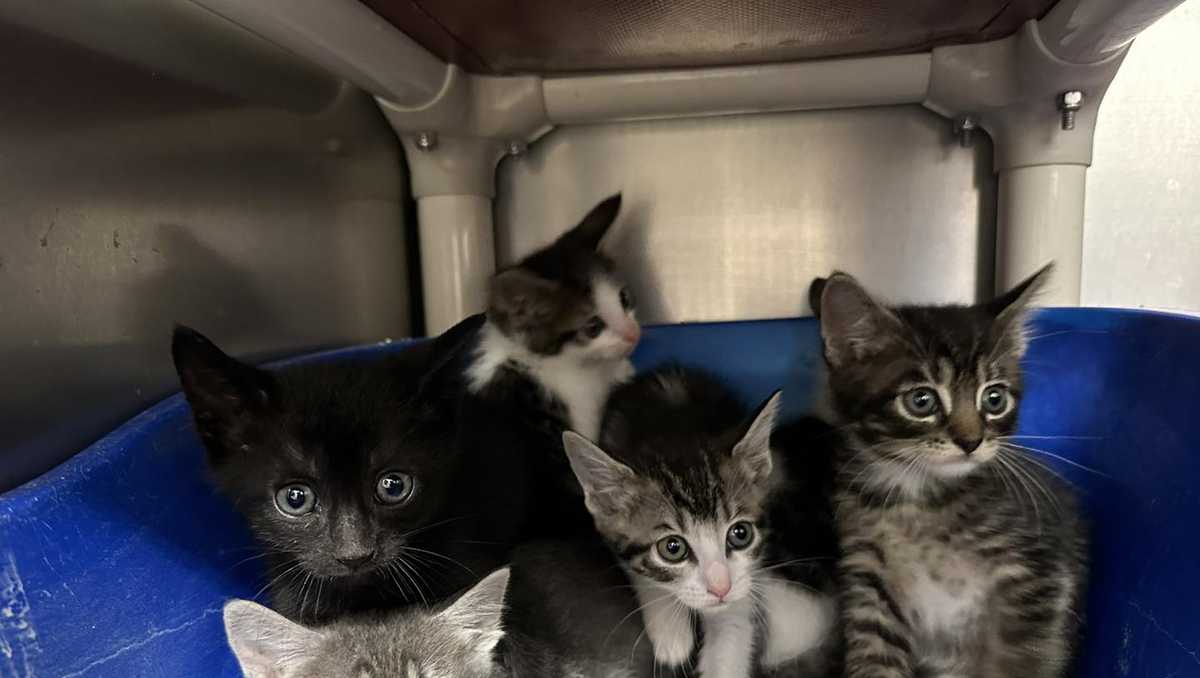 Box of seven kittens found by Bonner Springs, Kan., Animal Control