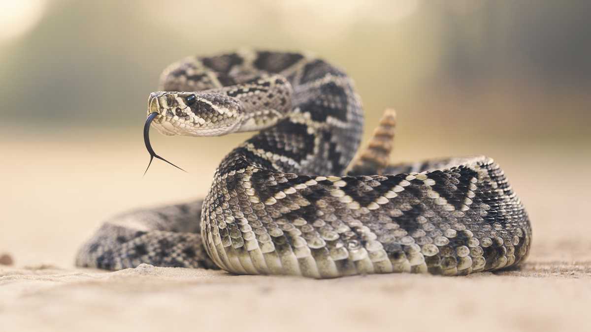 14 venomous snakes found in home