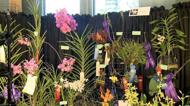 Kentucky Orchid Society holds flower show at St. Matthews Episcopal Church - Vimarsana News