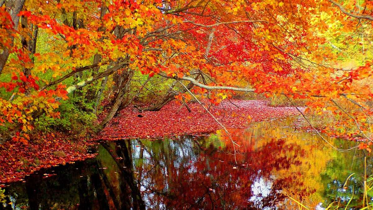 Peak fall foliage being reported across much of Maine