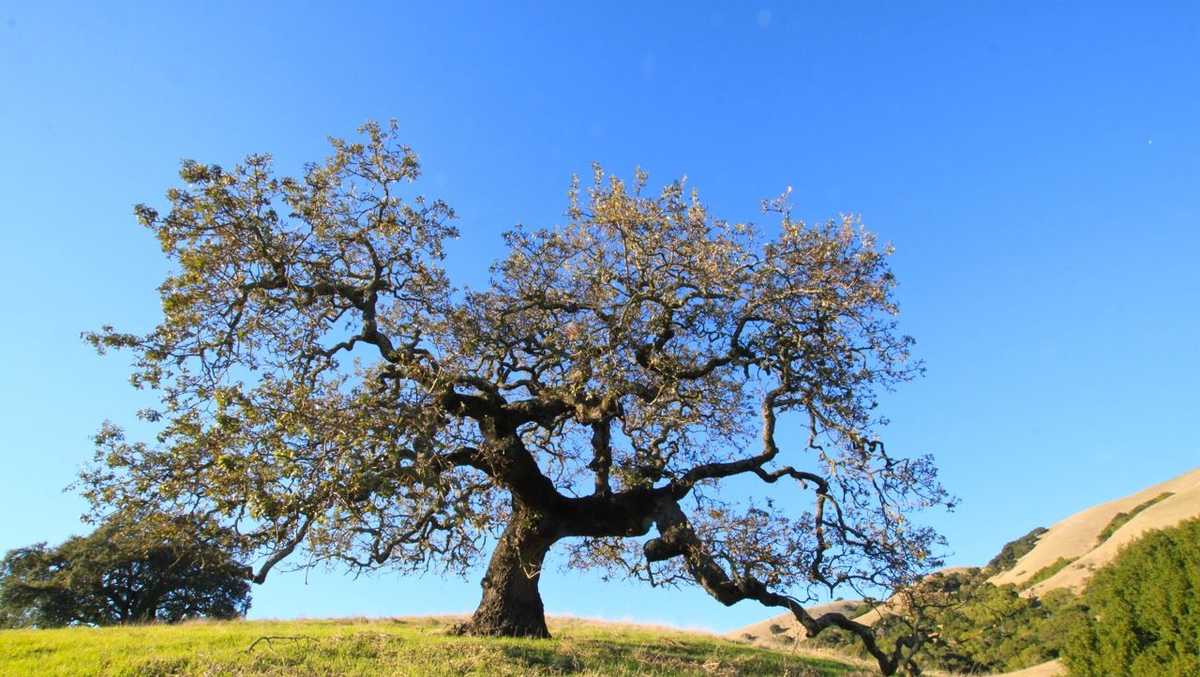 Central Coast Spotlight- The Tree Where Monterey Began