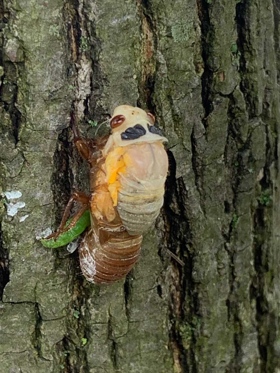 Cicadas emerging across Baltimore in greater numbers