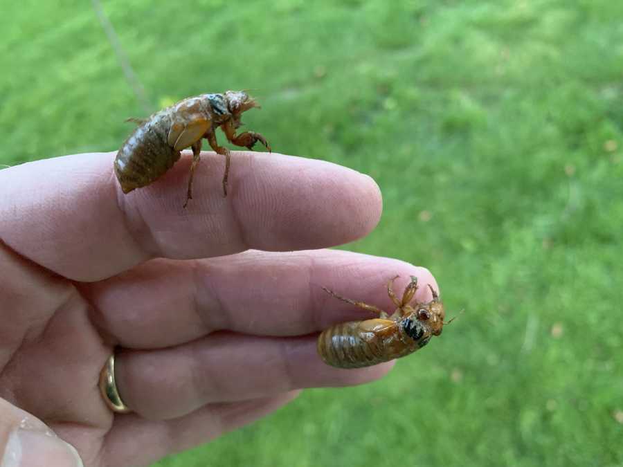 Cicadas emerging across Baltimore in greater numbers