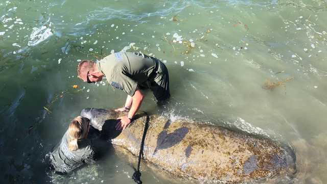 Florida deputies hold manatee's head above water for hours - Vimarsana News