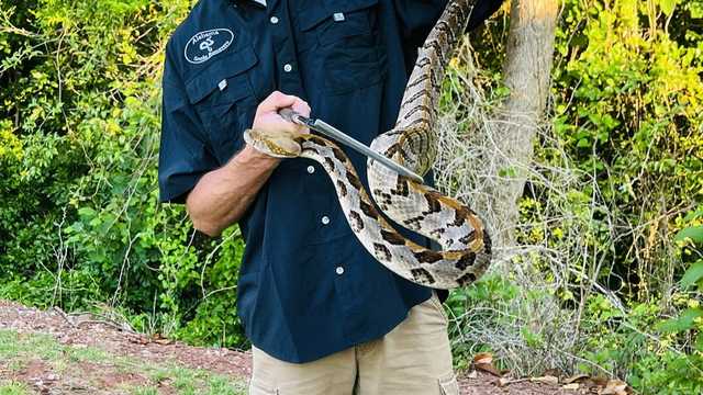 Alabama heat bringing snakes into homes, backyards - Vimarsana News