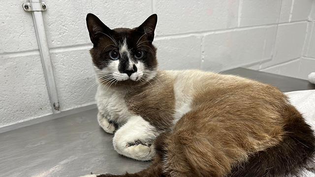 Cat thrown from car rescued from Fort McHenry Tunnel, BARCS says - Vimarsana News