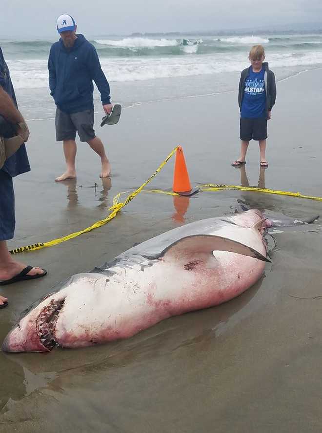 Dead Great White Shark Washes Ashore On Aptos Beach