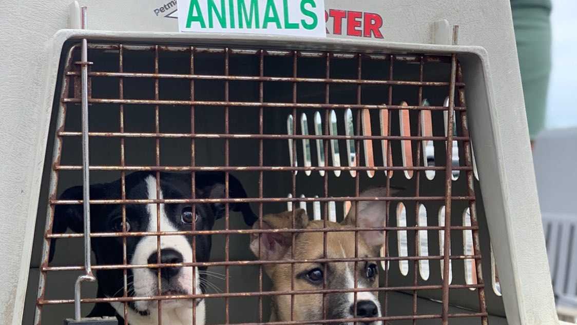 MSPCAAngell seeking donations to help pets evacuated from flood
