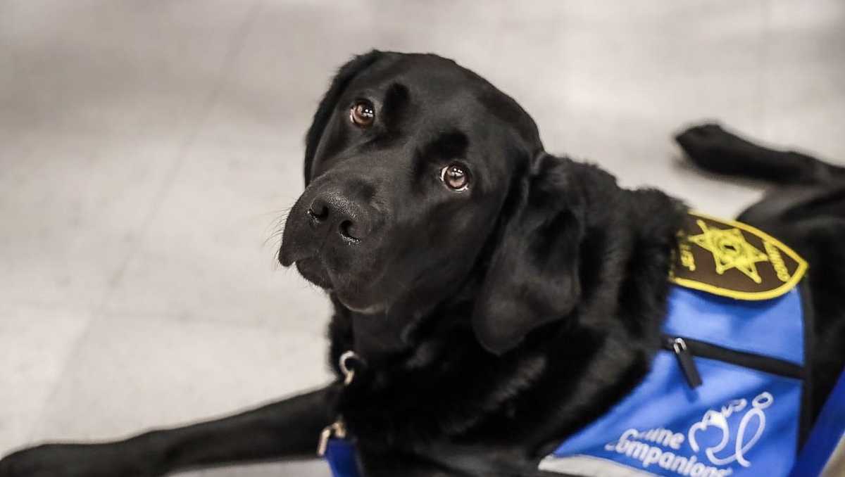 Alabama therapy dog nominated for national award