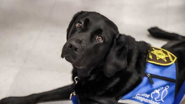 Alabama therapy dog nominated for national award - Vimarsana News