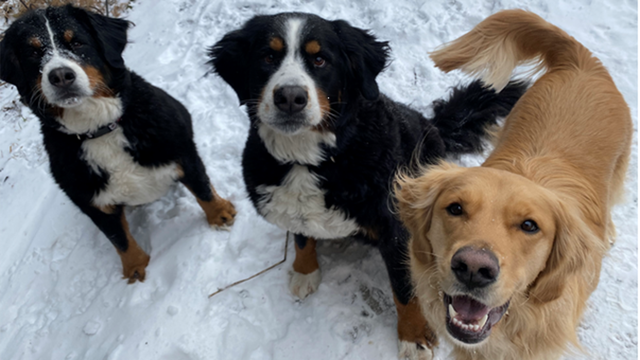 Kansas City cold snap will be dangerous for pets left outside - Vimarsana News
