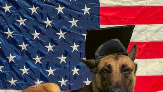 Police K-9 shot by suspect during police standoff in California - Vimarsana News