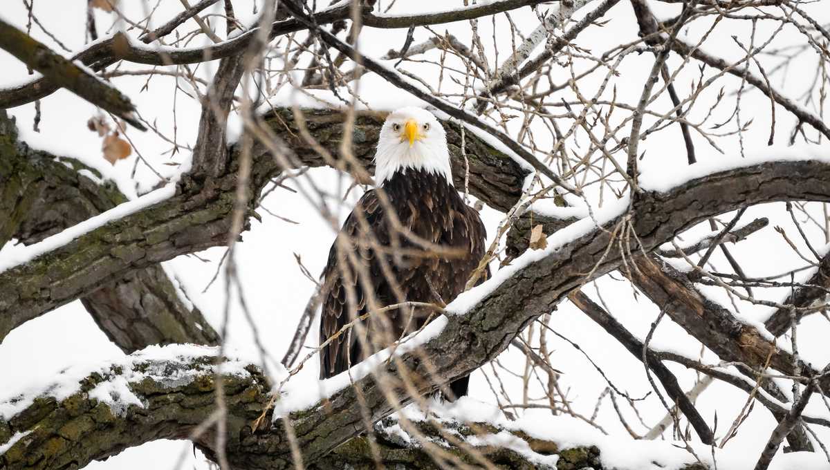 Iowa weather 8 great photos from the season’s first snow in Des Moines