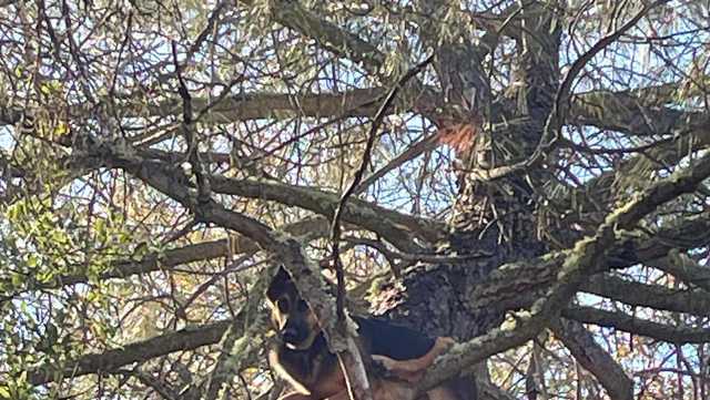 Photos: Dog found at least 25 feet up a tree in El Dorado County - Vimarsana News